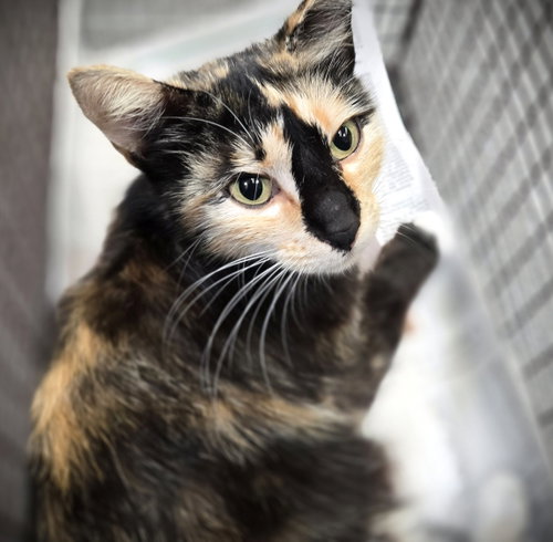 MONROE, Adult Domestic Short Hair (medium coat), cat for adoption in Paramount, California