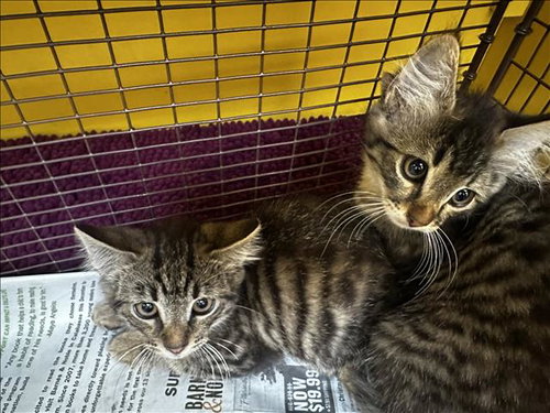 INKY, Baby Domestic Short Hair (medium coat), cat for adoption in Paramount, California