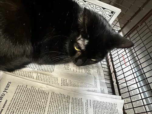 LILITH, Young Domestic Short Hair (medium coat), cat for adoption in Paramount, California