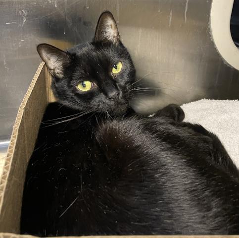 LILITH, an adoptable Domestic Short Hair in Los Angeles, CA