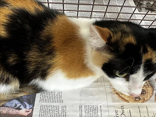 LAYLA, Adult Domestic Short Hair (medium coat), cat for adoption in Paramount, California