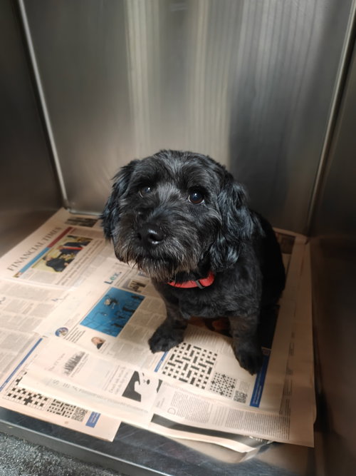 MAX, an adoptable Miniature Schnauzer in Los Angeles, CA