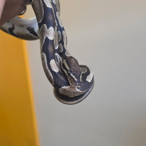 NOODLE