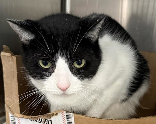 STEPA, Senior Domestic Short Hair (medium coat), cat for adoption in Bellflower, California