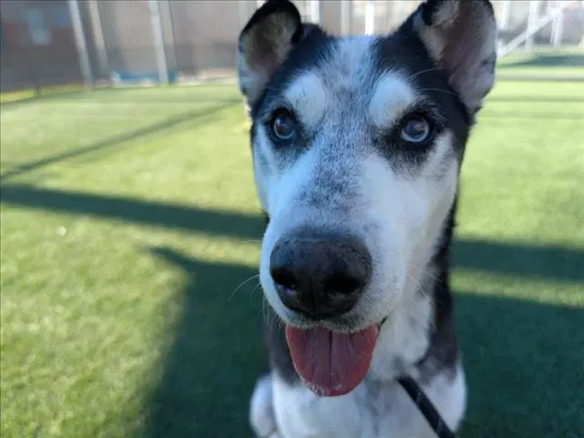Gramps - Siberian Husky