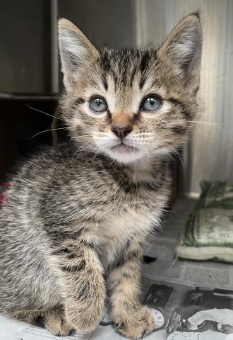 BRULEE, Baby Domestic Short Hair (medium coat), cat for adoption in Diamond Bar, California