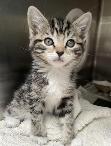MOJAVE, Baby Domestic Short Hair (medium coat), cat for adoption in Torrance, California