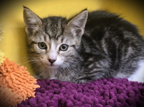 SCHWARTZAHONKY, Baby Domestic Short Hair (medium coat), cat for adoption in Diamond Bar, California