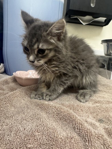 ATHENA, Baby Domestic Medium Hair (medium coat), cat for adoption in Stanton, California