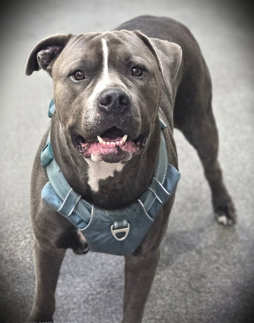 BRUNO