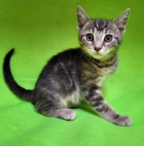 GRACE, Baby Domestic Short Hair (medium coat), cat for adoption in Diamond Bar, California