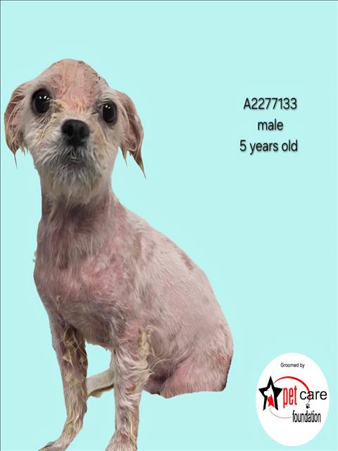 ALDI, an adoptable Maltese in Los Angeles, CA