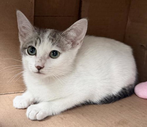 SPOODER GIRL, Baby Domestic Short Hair (medium coat), cat for adoption in Alhambra, California