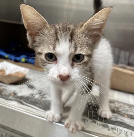 CUPCAKE, Baby Domestic Short Hair (medium coat), cat for adoption in Alhambra, California