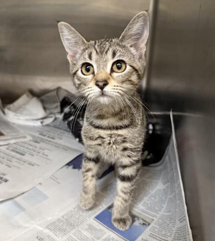 WALNUT, Baby Domestic Short Hair (medium coat), cat for adoption in Alhambra, California