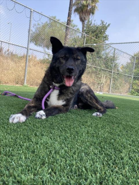 MAVERICK, an adoptable Akita in Los Angeles, CA
