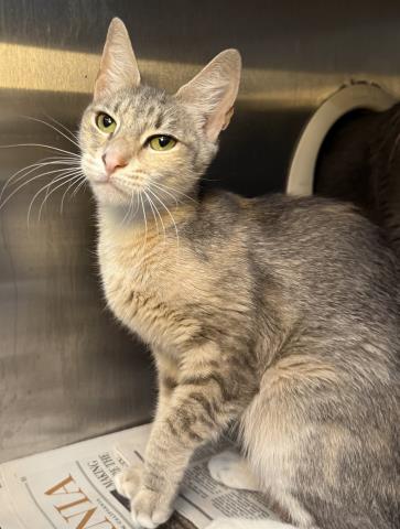 CICI, an adoptable Domestic Short Hair in Los Angeles, CA