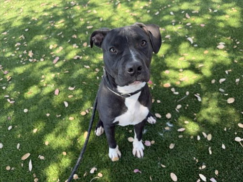 MIDNIGHT, an adoptable Pit Bull Terrier in Los Angeles, CA