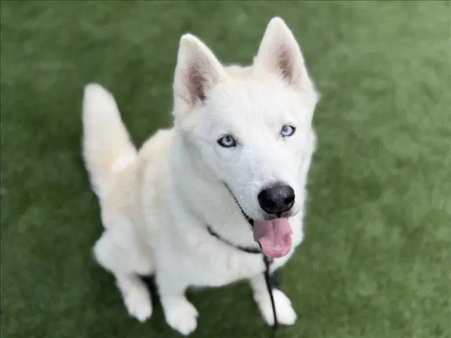 Gohan - Siberian Husky