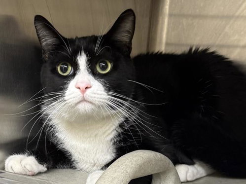 MILO, Young Domestic Short Hair (medium coat), cat for adoption in Santa Clarita, California