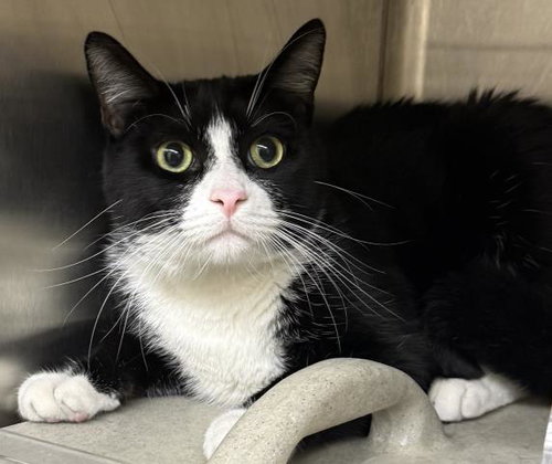 MILO, Young Domestic Short Hair (medium coat), cat for adoption in Redondo Beach, California