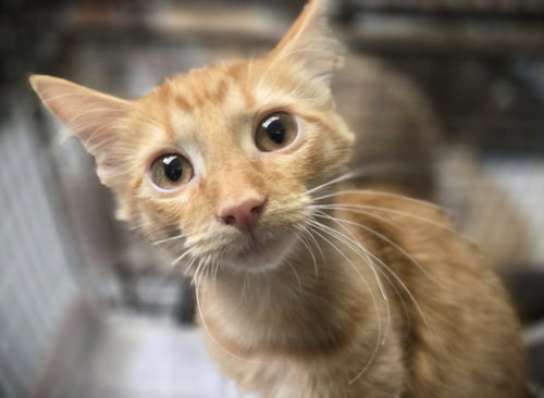 CLEO, Baby Domestic Short Hair (medium coat), cat for adoption in Bellflower, California