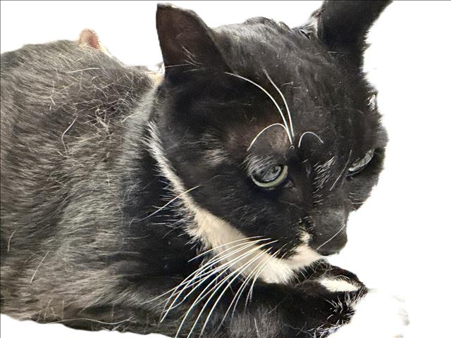 FIGARO Image