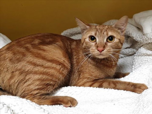 KAREN FROM HR, Adult Domestic Short Hair (medium coat), cat for adoption in La Puente, California