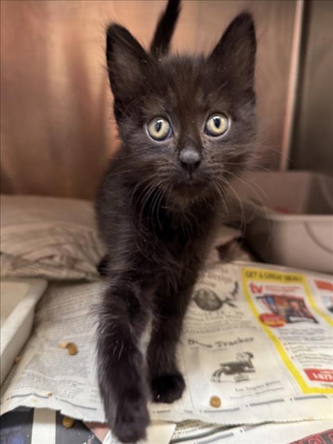 CROUTON, Baby Domestic Short Hair (medium coat), cat for adoption in Torrance, California