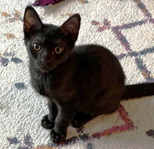 PANTHER