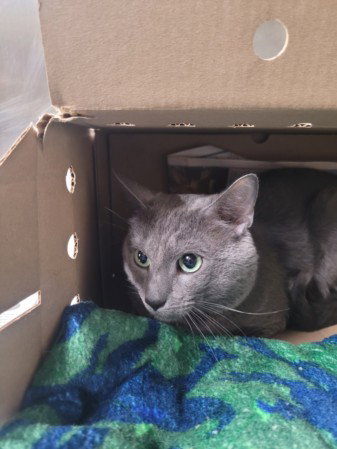KITTY, Adult Domestic Short Hair (medium coat), cat for adoption in Hawthorne, California