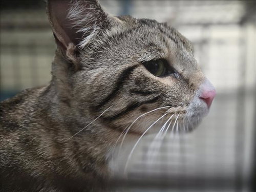 TOVI, Adult Domestic Short Hair (medium coat), cat for adoption in Hawthorne, California