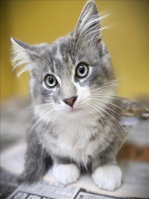 WHISKERS, Baby Domestic Short Hair (medium coat), cat for adoption in Hawthorne, California
