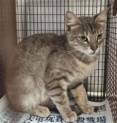 AZALIA, Adult Domestic Short Hair (medium coat), cat for adoption in Hawthorne, California