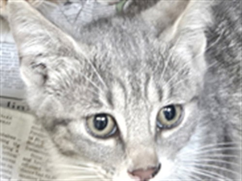 JEWEL, Baby Domestic Short Hair (medium coat), cat for adoption in Hawthorne, California