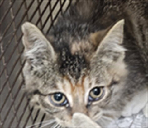 DESTINY, Baby Domestic Short Hair (medium coat), cat for adoption in Hawthorne, California