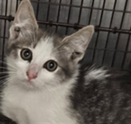 DUSTIN, Baby Domestic Short Hair (medium coat), cat for adoption in Hawthorne, California