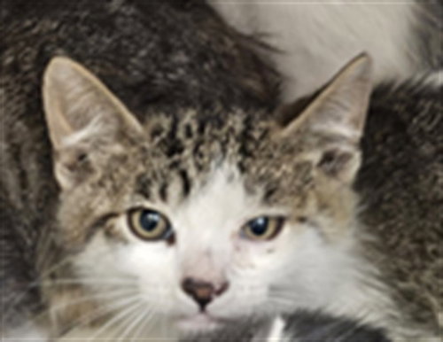 JUNE, Baby Domestic Short Hair (medium coat), cat for adoption in Hawthorne, California