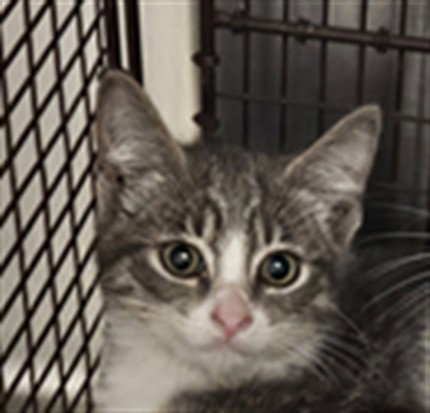 JULY, Baby Domestic Short Hair (medium coat), cat for adoption in Hawthorne, California