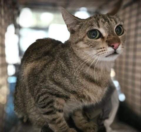 MUM, Young Domestic Short Hair (medium coat), cat for adoption in La Puente, California