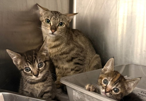 MUM, Young Domestic Short Hair (medium coat), cat for adoption in Santa Clarita, California
