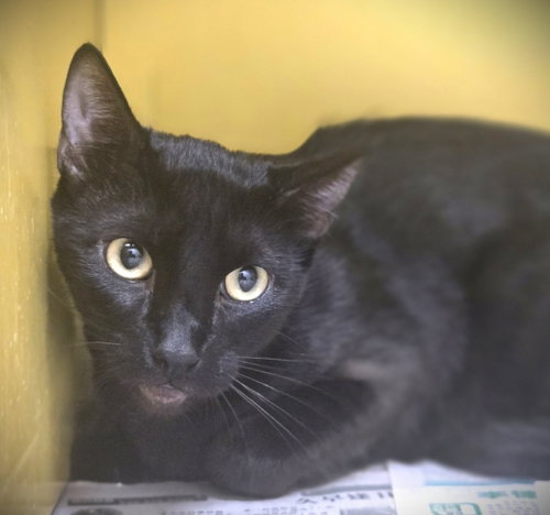 LUNA, Young Domestic Short Hair (medium coat), cat for adoption in Santa Clarita, California