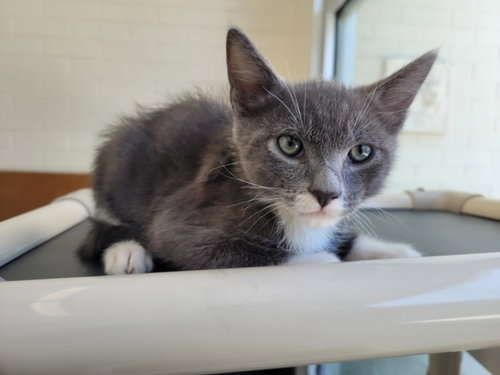 HAMBURGER HELPER, Baby Domestic Short Hair (medium coat), cat for adoption in Santa Clarita, California