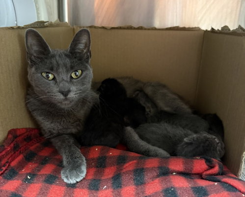 SIMONE, Adult Domestic Short Hair (medium coat), cat for adoption in Redondo Beach, California