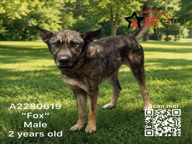 Fox - German Shepherd Dog