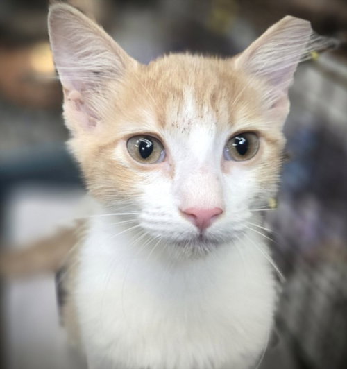 MUSHU, Baby Domestic Short Hair (medium coat), cat for adoption in Redondo Beach, California
