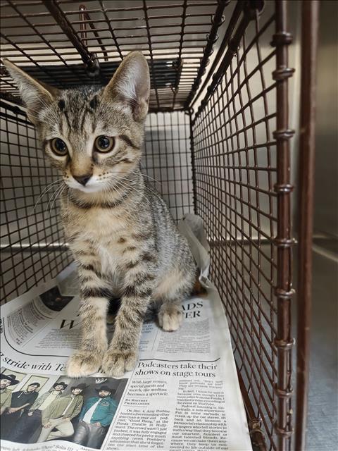 SLEEPY, Baby Domestic Short Hair (medium coat), cat for adoption in Redondo Beach, California