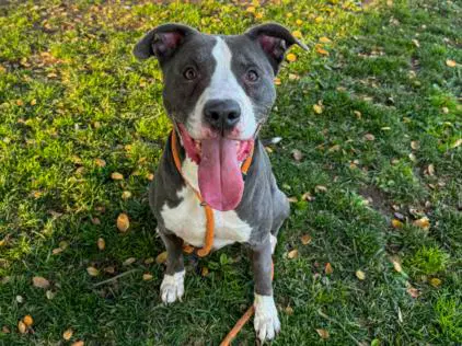 Scrappy - Pit Bull Terrier