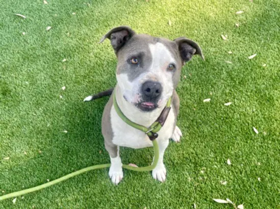 Millie - Pit Bull Terrier