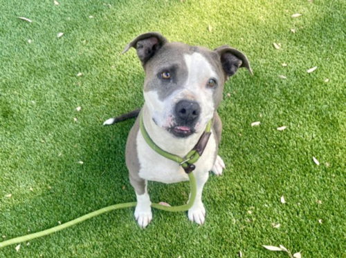 MILLIE, an adoptable Pit Bull Terrier in Los Angeles, CA